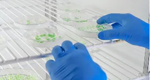 微生物接種試験（保存効力、消長、殺菌・除菌効果）